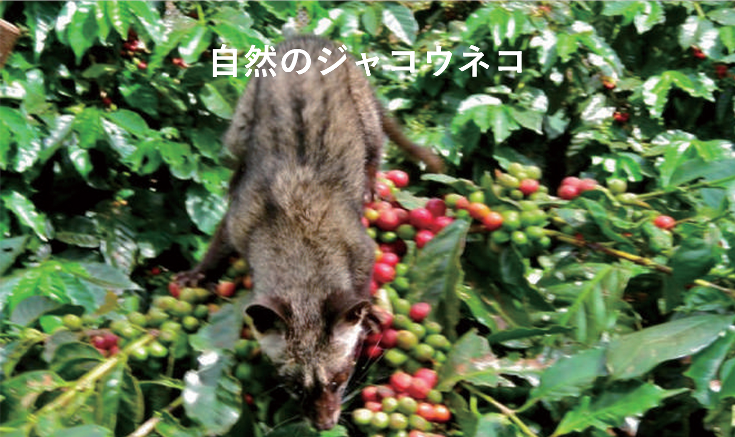 【超希少豆・高級豆】ワイルド コピルアック アチェ ガヨ　～ジャコウネコが選び、自然が仕上げたギフト。"世界一の贅沢"が、いま、あなたのカップに～