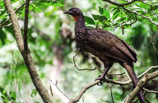 【超希少豆・高級豆】ブラジル　カモシム農園　ジャク―バードコーヒー