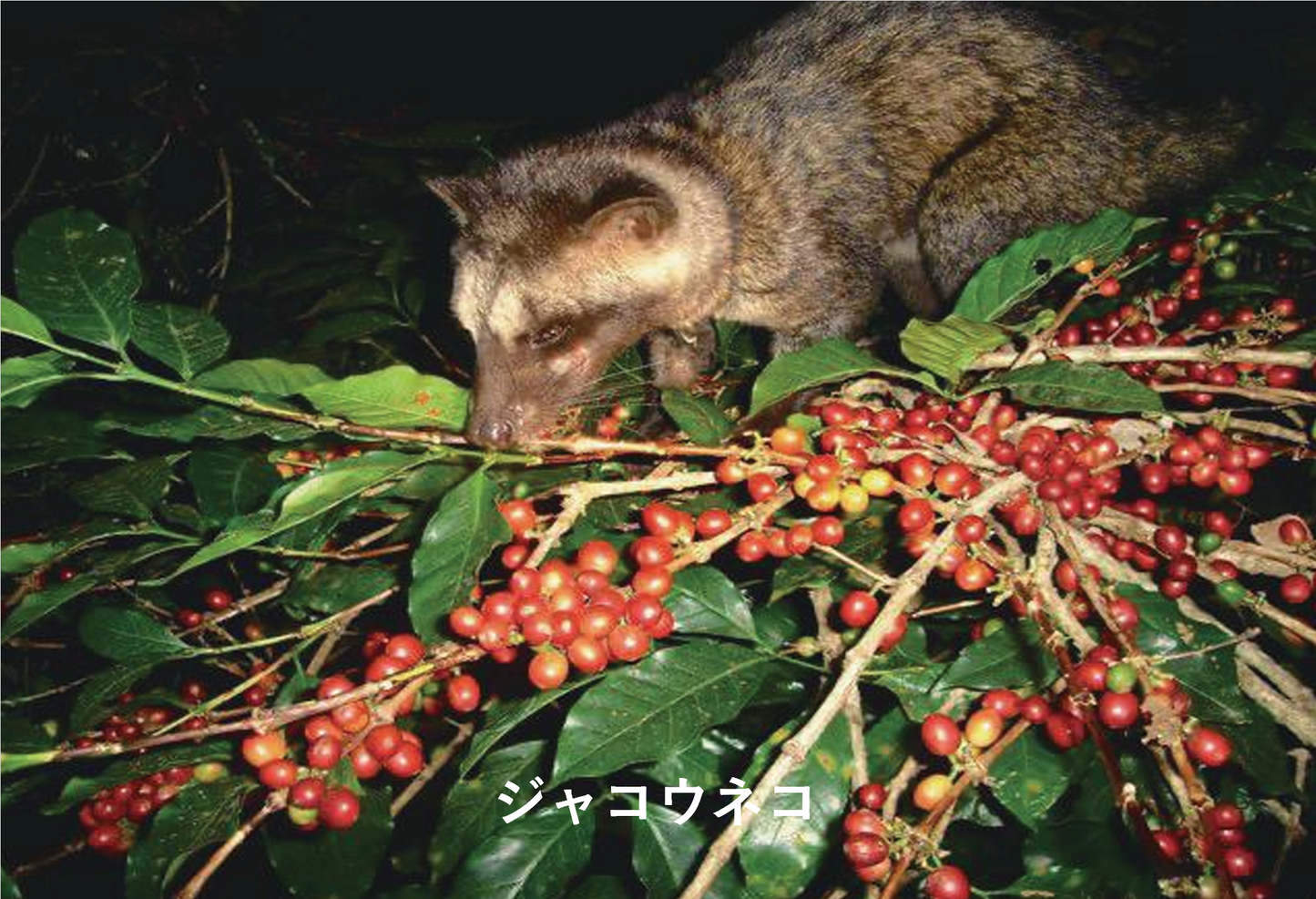 【超希少豆・高級豆】ワイルド コピルアック アチェ ガヨ　～ジャコウネコが選び、自然が仕上げたギフト。"世界一の贅沢"が、いま、あなたのカップに～