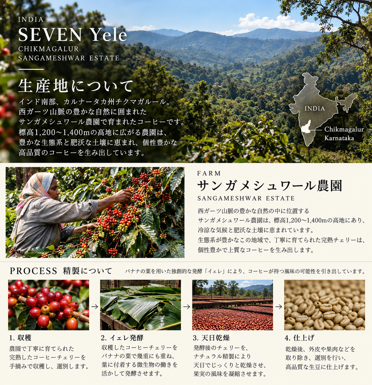 インド SEVEN イェレ チックマンガルール サンガメシュワール農園