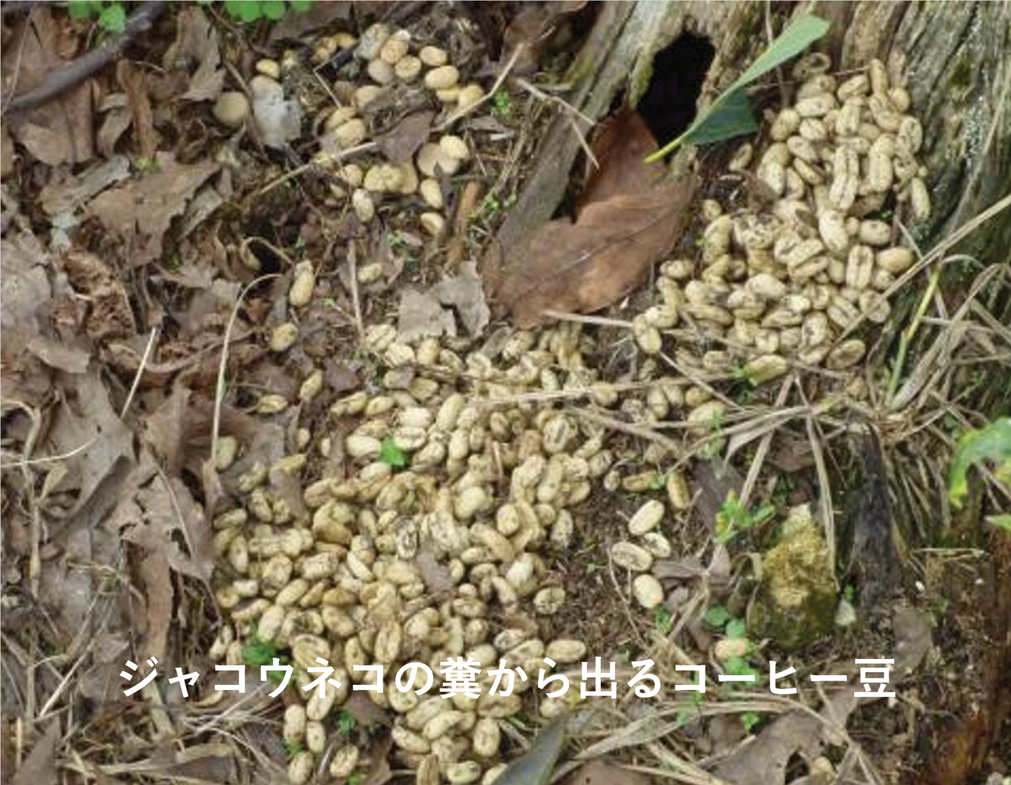 【超希少豆・高級豆】ワイルド コピルアック アチェ ガヨ　～ジャコウネコが選び、自然が仕上げたギフト。"世界一の贅沢"が、いま、あなたのカップに～