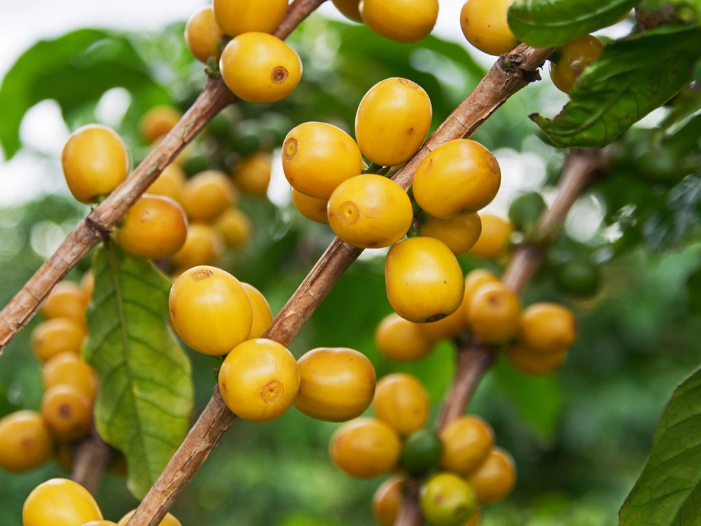 ブラジル ブルボン アマレロ アルコイリス農園　～黄色い実から生まれた、やさしいビタースイート～