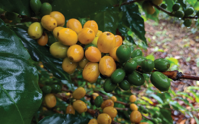 ブラジル ブルボン アマレロ アルコイリス農園　～黄色い実から生まれた、やさしいビタースイート～