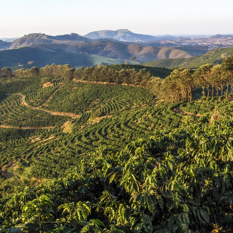 ブラジル ブルボン アマレロ アルコイリス農園　～黄色い実から生まれた、やさしいビタースイート～