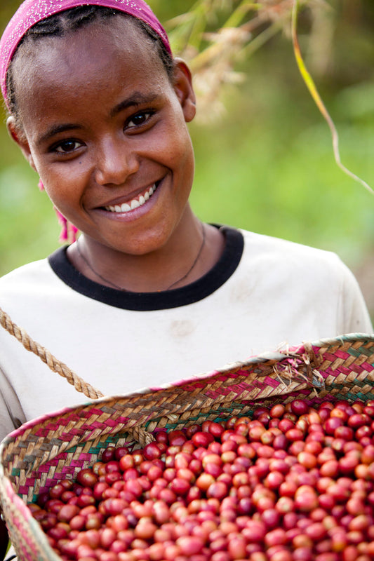【高級豆・希少豆】エチオピア ゲイシャ ゲシャビレッジ農園 RED LABEL シェワジバブ ナチュラル　～世界最高峰のゲシャ品種を、いま、あなたのカップに ～